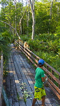Boy putting out food on rainforest walkway to attract Proboscis monkeys {Nasalis larvatus} Rio Sungai Kinabatangan, Sabah, Borneo, Malaysia 2007