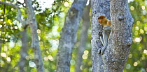 Proboscis monkey {Nasalis larvatus} sitting in rainforest tree, Rio Sungai Kinabatangan, Sabah, Borneo, Malaysia