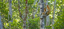 Proboscis monkey {Nasalis larvatus} pair sitting in rainforest tree, Rio Sungai Kinabatangan, Sabah, Borneo, Malaysia