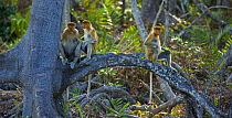 Proboscis monkey {Nasalis larvatus} group in lowland rainforest, Rio Sungai Kinabatangan, Sabah, Borneo, Malaysia