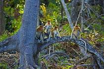 Proboscis monkey {Nasalis larvatus} family group in lowland rainforest, Rio Sungai Kinabatangan, Sabah, Borneo, Malaysia