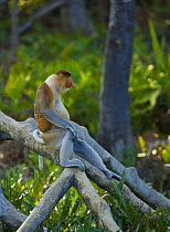 Proboscis monkey {Nasalis larvatus} male sitting in lowland rainforest, Rio Sungai Kinabatangan, Sabah, Borneo, Malaysia