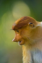 Proboscis monkey {Nasalis larvatus} female portrait, Rio Sungai Kinabatangan, Sabah, Borneo, Malaysia