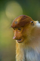 Proboscis monkey {Nasalis larvatus} female portrait, Rio Sungai Kinabatangan, Sabah, Borneo, Malaysia