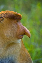 Proboscis monkey {Nasalis larvatus} male portrait, Rio Sungai Kinabatangan, Sabah, Borneo, Malaysia