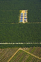 Aerial view of palm oil plantations in deforested area, Rio Sungai Kinabatangan, Sabah, Borneo, Malaysia  2007