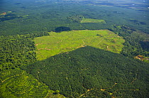 Aerial view of palm oil plantations in deforested area, Rio Sungai Kinabatangan, Sabah, Borneo, Malaysia~ 2007