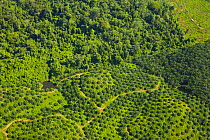Aerial view of palm oil plantations in deforested area, Rio Sungai Kinabatangan, Sabah, Borneo, Malaysia~ 2007