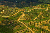 Aerial view of palm oil plantation on deforested land, Sabah, Borneo, Malaysia  2007