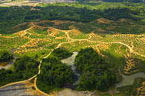 Aerial view of palm oil plantation on deforested land, Sabah, Borneo, Malaysia  2007