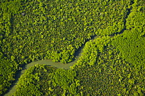 Aerial view of lowland rainforest and tribuataries of the Kinabatangan River, Sabah, Malaysia . 2007