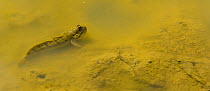 Mudskipper {Periophthalmus sp} Labuk Bay, Sandakan, Sabah, Borneo, Malaysia