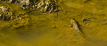 Mudskipper {Periophthalmus sp} Labuk Bay, Sandakan, Sabah, Borneo, Malaysia