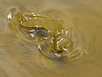 Mudskipper {Periophthalmus sp} swimming, Labuk Bay, Sandakan, Sabah, Borneo, Malaysia
