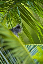 Silvered langur {Trachypithecus cristatus / Presbytis cristata} in palm tree, Labuk Lake sanctuary, Sabah, Borneo, Malaysia