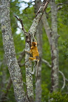 Proboscis monkey {Nasalis larvatus} climbing lowland rainforest tree, Rio Sungai Kinabatangan, Sabah, Borneo, Malaysia