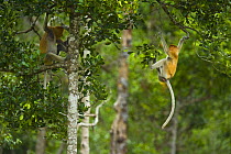 Proboscis monkey {Nasalis larvatus} swinging through lowland rainforest trees, Rio Sungai Kinabatangan, Sabah, Borneo, Malaysia