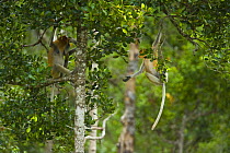 Proboscis monkey {Nasalis larvatus} swinging through lowland rainforest trees, Rio Sungai Kinabatangan, Sabah, Borneo, Malaysia