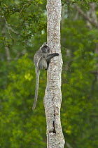 Silvered langur {Trachypithecus cristatus / Presbytis cristata} on rainforest tree trunk, Labuk Lake sanctuary, Sabah, Borneo. Malaysia