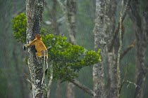 Proboscis monkey {Nasalis larvatus} climbing trunk of lowland rainforest tree, Rio Sungai Kinabatangan, Sabah, Borneo, Malaysia