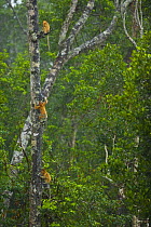 Proboscis monkey {Nasalis larvatus} group in lowland rainforest, Rio Sungai Kinabatangan, Sabah, Borneo, Malaysia