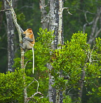 Proboscis monkey {Nasalis larvatus} male in lowland rainforest, Rio Sungai Kinabatangan, Sabah, Borneo, Malaysia