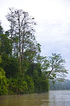 Proboscis monkeys {Nasalis larvatus} resting in lowland rainforest tree above river, Rio Sungai Kinabatangan, Sabah, Borneo, Malaysia 2007