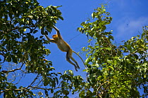 Proboscis monkey {Nasalis larvatus} leaping through lowland rainforest trees, Rio Sungai Kinabatangan, Sabah, Borneo, Malaysia