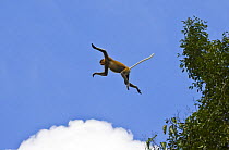 Proboscis monkey {Nasalis larvatus} leaping from lowland rainforest trees, Rio Sungai Kinabatangan, Sabah, Borneo, Malaysia