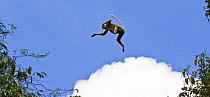 Proboscis monkey {Nasalis larvatus} leaping across from one lowland rainforest tree to another, Rio Sungai Kinabatangan, Sabah, Borneo, Malaysia