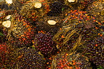 Palm oil fruit {Elaeis sp} harvested from palm oil plantation, Sabah, Borneo, Malaysia