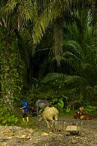 Agricultural workers using cattle to collect the harvested Palm oil fruit {Elaeis sp} from the Palm oil plantations, Rio Sungai Kinabatangan, Sabah, Borneo, Malaysia  2007