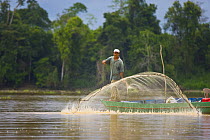 Fisherman throwing fishing net, Kinabatangan River, Sabah, Borneo, Malaysia  2007