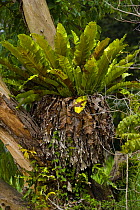 Epiphytic fern growing on rainforest tree, Rio Sungai Kinabatangan, Sabah, Borneo, Malaysia 2007