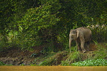 Bornean pygmy forest elephant (Elephas maximus borneensis) browsing beside water, Rio Sungai Kinabatangan, Sabah, Borneo, Malaysia
