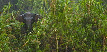 Bornean pygmy forest elephant (Elephas maximus borneensis) in lowland rainforest, Rio Sungai Kinabatangan, Sabah, Borneo, Malaysia, April. Endangered species. Veolia Environnement Wildlife Photographe...