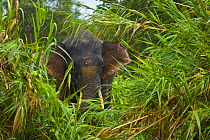 Bornean pygmy forest elephant (Elephas maximus borneensis) in lowland rainforest, Rio Sungai Kinabatangan, Sabah, Borneo, Malaysia