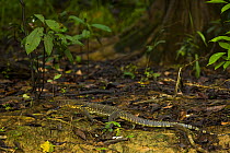 Asian water monitor lizard (Varanus salvator) on forest floor, Rio Sungai Kinabatangan, Sabah, Borneo, Malaysia