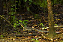 Asian water monitor lizard (Varanus salvator) on forest floor, Rio Sungai Kinabatangan, Sabah, Borneo, Malaysia