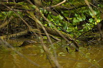 Asian water monitor lizard (Varanus salvator) in river, Rio Sungai Kinabatangan, Sabah, Borneo, Malaysia