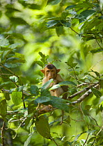 Pigtail macaque (Macaca nemestrina) in rainforest, Rio Sungai Kinabatangan, Sabah, Borneo, Malaysia