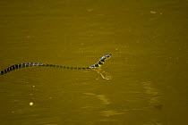 Mangrove snake {Boiga dendrophila} swimming, Rio Sungai Kinabatangan, Sabah, Borneo, Malaysia