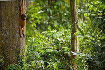 Young Orang utan {Pongo pygmaeus} hainging from rainforest tree, Rio Sungae Kinabatangan, Sabah, Borneo, Malaysia