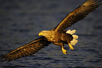 White tailed sea eagle (Haliaetus albicilla) in flight over water, Flatanger, Norway. WWE Mission: Sea eagles of Norway