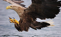 White tailed sea eagle (Haliaetus albicilla) about to take fish from water, Flatanger, Norway. WWE Mission: Sea eagles of Norway.