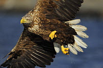 White tailed sea eagle (Haliaeetus albicilla) in flight, Flatanger, Norway. August 2008.WWE Mission: Sea eagles of Norway