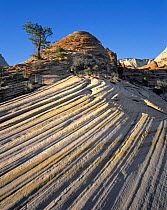 Layered sandstone along Mt. Carmel Highway in Zion National Park, Utah, USA