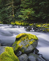North Fork Sol Duc River, Olympic National Park, Washington, USA