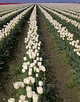 Commercial tulip field {Tulipa sp} in the Sagit Valley near Mount Vernon, Washington, USA.