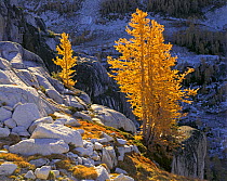 Western larch in bright autumn colour in the Enchantment Lakes Region of the Alpine Lakes Wilderness, Washington, USA